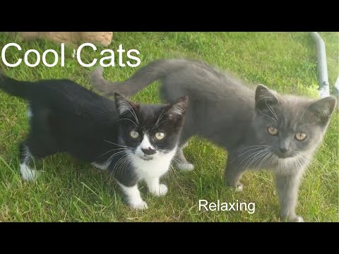 Cooi Cats - Relaxing