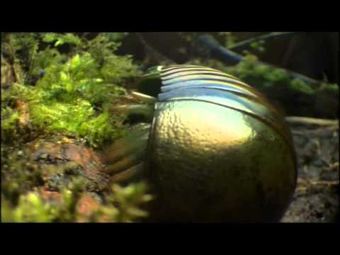 Safri Duo - Samb Adagio (Infite Emotional mix ) / Life in the  World HD  video