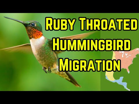 A Tiny Bird Huge Journey | Ruby-throated Migration