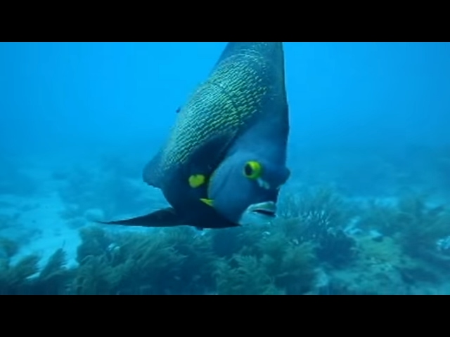 Samantha's Reef Dive off Marathon Florida Keys
