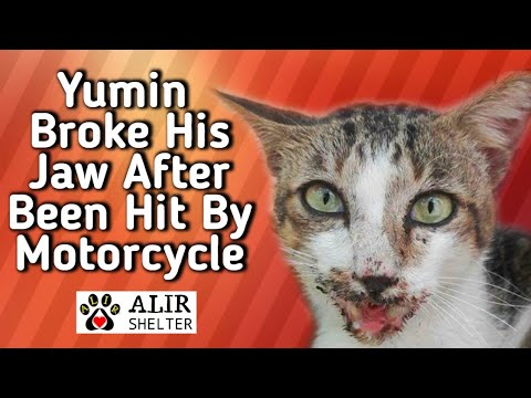 Rescue Cat With Broken Jaw After Been Hit By A Motorcycle | Yumin The Cat Amazing Transformation