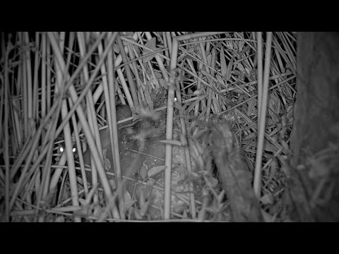 Foam Nest Frog Builds a Nest