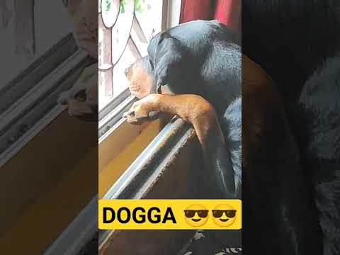 I AM DON 😎😎 // #dog #doberman #jawan