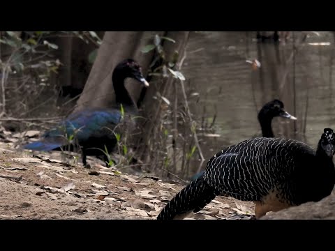 Wild Muscovy Duck flock — Cairina moschata pri rieke Araguaia