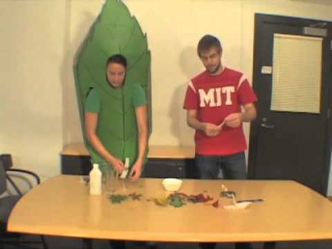 葉に私のための時間。ツリークロロフィルクロマトグラフィー (Time for Me to Leaf: Tree Chlorophyll Chromatography)