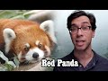 Red Panda: Not a Raccoon, Beaver, Bear or Panda!