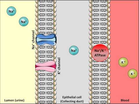 Thiazides Diuretics - Mechanism of action