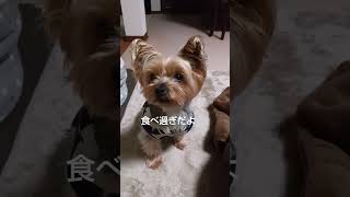 おやつが欲しいももちゃん  #犬のいる暮らし #癒し#ヨーキー  #可愛い