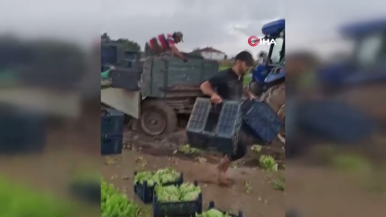 Göle dönen tarlalarda üreticiler mahsulleri kurtarmak için zamana karşı yarışıyor