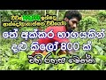 Tea Cultivation In Sri Lanka Part2 ආදායම් ලබා වියදම් අඩු කර�