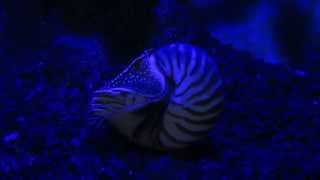 preview picture of video 'Nautilus in aquarium at Jura-Museum, Eichstätt'