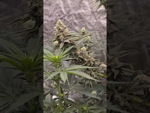 Wk6.73, 😆 🤣.  Purple Crack #2(#2). Cali Connection.  Reveg 🪴 🪴 🪴