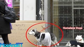 The Freezing Homeless Abandoned Dogs! (Social Experiment)