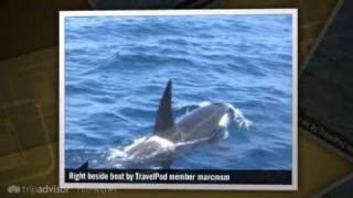 preview picture of video 'Killer Whales in Bay of Islands Marcmsm's photos around Paihia, New Zealand (orcas paihia)'
