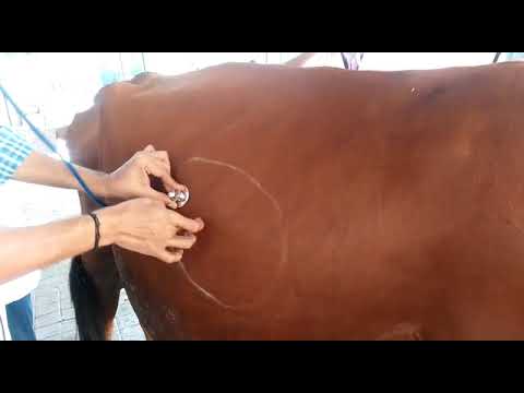Auscultation with Percussion to diagnose ( RDA) Right side Abomasal Dispalcement in Cow- Ping sound