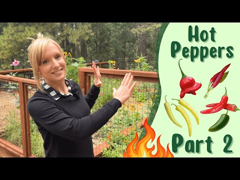 Growing Hot Peppers from Seed to Harvest | Part 2