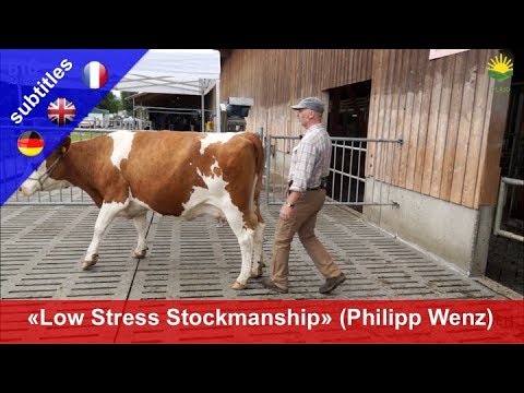 , title : 'Stressfreier Umgang mit Rindern - Philipp Wenz zeigt Methode "Low Stress Stockmanship"'