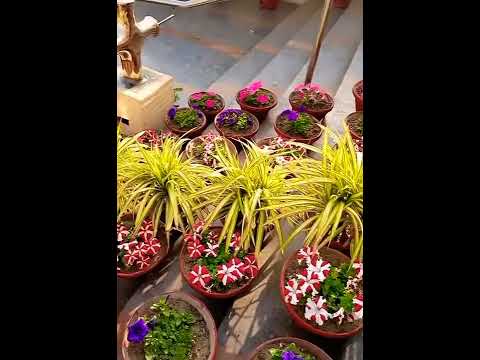 chaman main bakudha Shabnam nai ha ¶ Flowers view ¶ clean green pakitan ¶ park view ¶ Nature ¶ song
