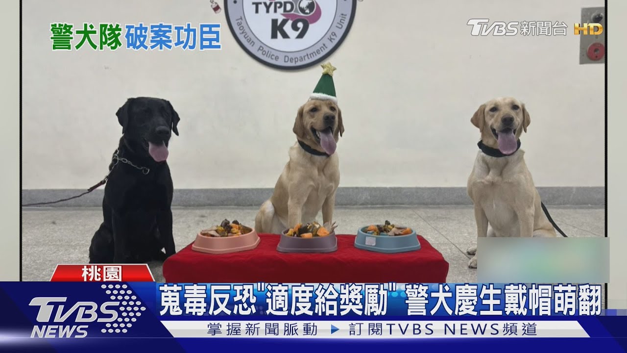 全台最年輕！桃園警犬隊值勤維安滿周年