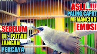 Download lagu trucuk macet - stres - bahan dan ombyokan pasti nyaut mendengar  suara pancingan trucukan ini mp3