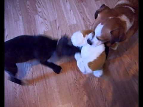 Chojrak & Tobi - Warriors