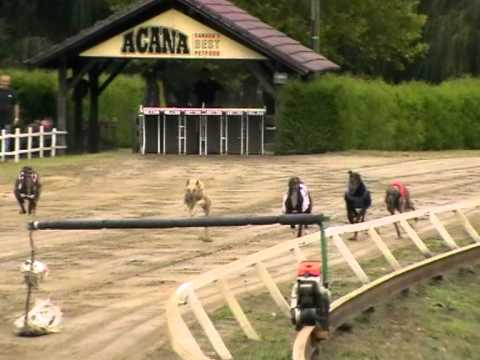 European Derby Plate 1st semifinal 492m MIX A2 greyhound
