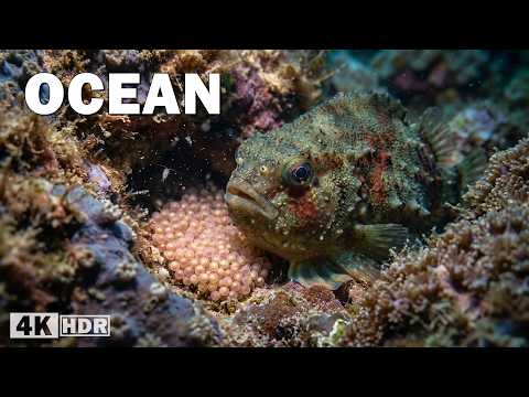 Exploring the Ocean
