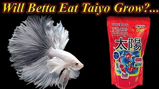 Taiyo Grow உணவை Betta மீன் சாப்பிடுமா?. Will Betta Fish Eat Taiyo Grow Food?.. / Fish Aquarium Tamil