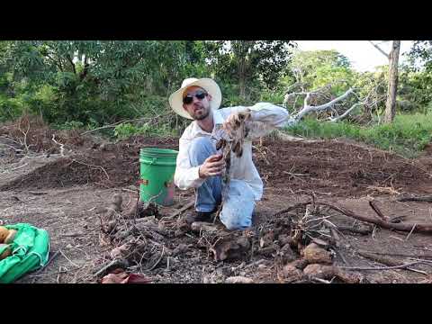 How to Dig Yam Beds and Plant Yams (Dioscorea spp.)