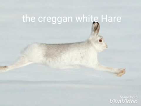 The creggan white Hare ( original singer)(Paddy Tunney)