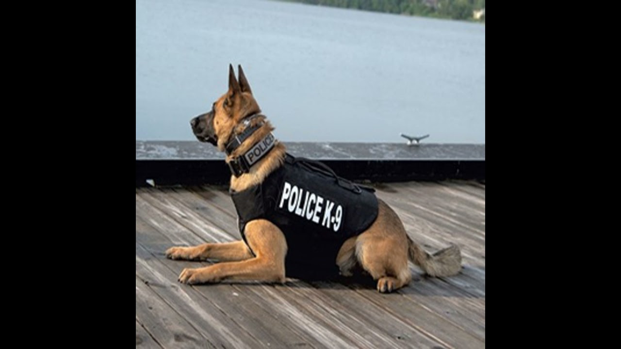 Episode 14 – DOGNAPPED! Minor Deity Steals Police K9, and Other Hilarity