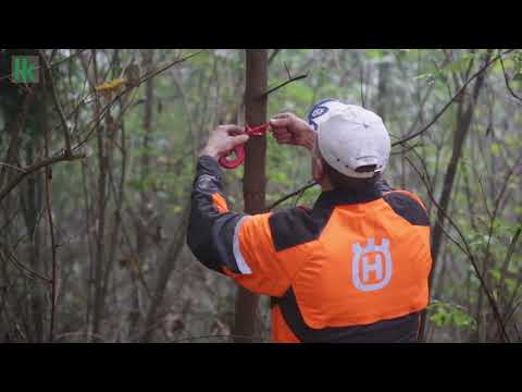 Cleansing and mixed forest management