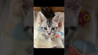 Titia Diary05「仔猫お迎えしました」【day9to11】 #アメリカンショートヘアー #シルバータビー