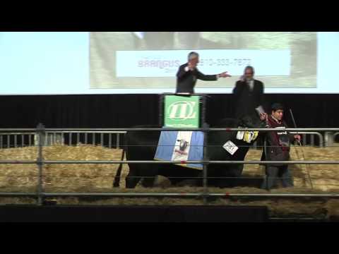 VENTAS BRANGUS – ALTOS PROMEDIOS