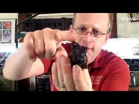 Dividing Yacon Rhizomes for more Plants Garden Tip