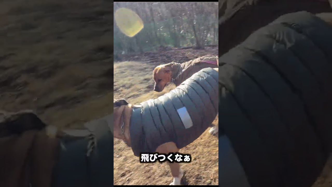 メイプルついにノーリードへショート