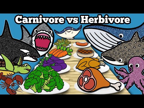 Carnivore vs Herbivore Sea Animals | Let's Draw & Color Sharks & Whales and Learn Fun Animal Facts!
