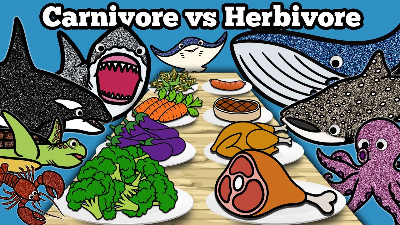 Carnivore vs Herbivore Sea Animals | Let's Draw & Color Sharks & Whales and Learn Fun Animal Facts!