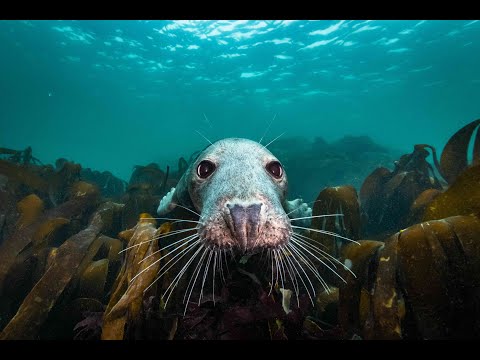 DIE WILDE NORDSEE // Trailer // Deutsche Sprachfassung