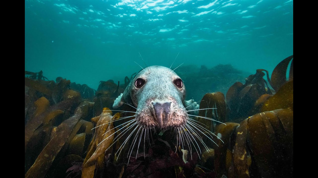 Die wilde Nordsee Trailer