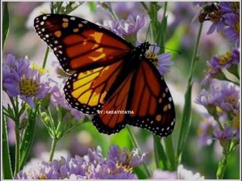 Cache Deluxe - Vlindertjes