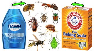 Download Lagu DIY Pest Removal: Baking Soda u0026 Dawn Dish Soap For Ants, Aphids, Wasps, Cockroaches, Fleas, Bugs Thumbnail
