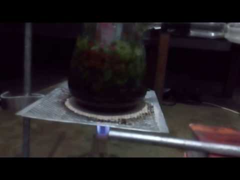 how to make essential oil from basil by steam distillation