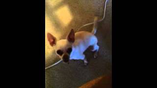 Luna crying for some pizza!!