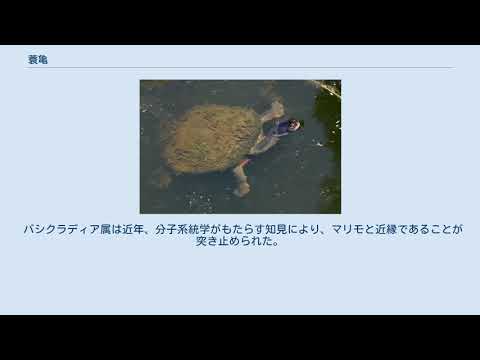蓑亀