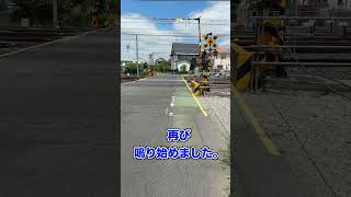 踏切を見てきた！「伊第１４７号踏切」（ #鉄道 #shorts ）