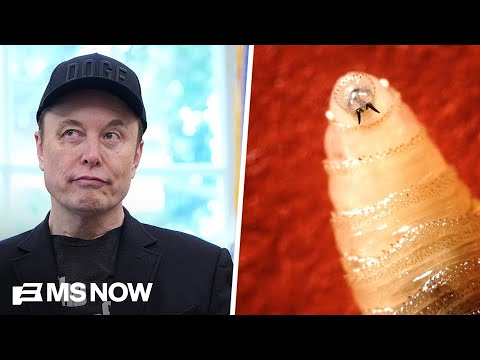 Musk’s ‘chainsaw’ meets the flesh-eating bug crisis