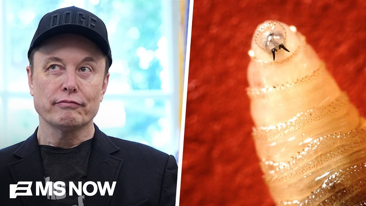 Musk’s ‘chainsaw’ meets the flesh-eating bug crisis - YouTube