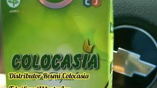 Download lagu COLOCASIA ASLI || Jual Colocasia Obat Sendi 082333666166 mp3 Download lagu COLOCASIA ASLI || Jual Colocasia Obat Sendi 082333666166 mp3