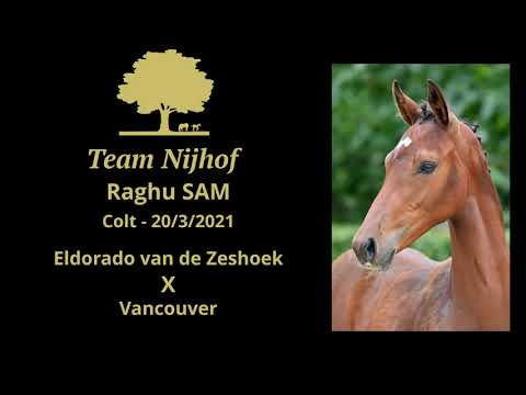 2. Raghu SAM (Eldorado van de Zeshoek x Vancouver)